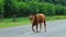 Agriculture industry concept. 4k Horizontal slow motion footage. A young red bull is walking along an asphalt road in