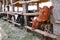 Agriculture industry, farming and animal husbandry concept. herd of cows in cowshed on dairy farm