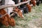 Agriculture industry, farming and animal husbandry concept. herd of cows in cowshed on dairy farm.