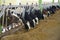 Agriculture industry, farming and animal husbandry concept - herd of cows eating hay in cowshed