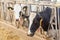 Agriculture industry, farming and animal husbandry concept - herd of cows eating hay in cowshed on dairy farm