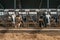 Agriculture industry, husbandry in dairy farm, milk cows eat hay in cowshed