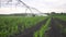 Agriculture irrigation. Irrigation a machinery wheels irrigate green sprouts corn field water drops. Agriculture