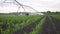 agriculture irrigation. irrigation a machinery wheels irrigate green sprouts corn field water drops. agriculture