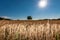 Agriculture landscape with a burning shining sun over the dry fields