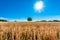 Agriculture landscape with a burning shining sun over the dry fields