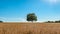 Agriculture landscape with a burning shining sun over the dry fields