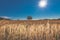 Agriculture landscape with a burning shining sun over the dry fields