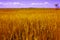 Agriculture landscape - golden grain field