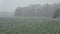 Agriculture landscape with spring snowfall in May on green wheat field