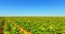 Agriculture landscape with sunflowers