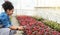 Agriculture management. Girl makes photo of red flowers plantation in greenhouse