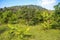 Agriculture, Mango trees banana coconut and papaya grow in an organic farm