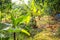 Agriculture, Mango trees banana coconut and papaya grow in an organic farm