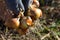 Agriculture in Moldova, onion harvesting. Sunny day, close-up.