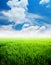 Agriculture paddy field with blue sky