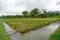 Agriculture paddy fields field and grain