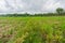 Agriculture paddy fields field and grain