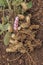 Agriculture Peanut Harvest