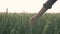 Agriculture, peasant girl hand touches spikelets while walking on green grain field against sky