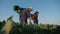 Agriculture.Peasants in the field with bunch of greenery in their hands.Organic food.Farmers market for fresh vegetables