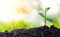 Agriculture and plant grow sequence with morning sunlight and green blur background.