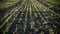 Agriculture plant rows at dawn