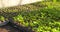 Agriculture - plant seedlings in greenhouse