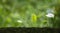 Agriculture plant seedlings growing in germination sequence on fertile soil with blurred greenery background