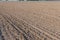 Agriculture plowed field in spring