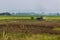 Agriculture plowing tractor on wheat cereal fields