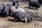 Agriculture pork meat piggy piglet,  food rural