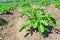 Agriculture of potato field. Smart agriculture. Agricultural landscape. Natural potato. Summer nature in Belarus. Great for