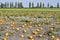 Agriculture, Pumpkin Field in Lower Austria