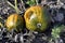 Agriculture, Pumpkin Field in Lower Austria