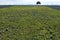 Agriculture, Pumpkin Field in Lower Austria