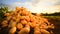 Agriculture raw potato harvest fresh dirt outdoors