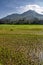 Agriculture Rice field Landscape