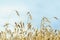 Agriculture. Ripe cereal ears in field on farm, sunny summer day, blue sky. Rural background