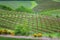 Agriculture rolling hillside of vineyards with rows of red clove