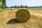 Agriculture - Round hay bales on an alfalfa field