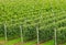 Agriculture. Rows of apple trees grow. Apple orchard.