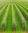 Agriculture. Rows of apple trees grow. Apple orchard.