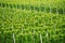 Agriculture. Rows of apple trees grow. Apple orchard.