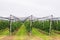 Agriculture. Rows of apple trees grow. Apple orchard.