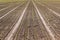 Agriculture rows of young green plants on vast field