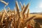 Agriculture\\\'s bounty on display, a vast golden cereal field with wheat ears