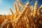 Agriculture\\\'s bounty on display, a vast golden cereal field with wheat ears