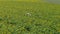 Agriculture scientists with tablet working on sunflower field. Aero Flight.