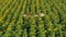 Agriculture scientists with tablet working on sunflower field. Aero Flight.